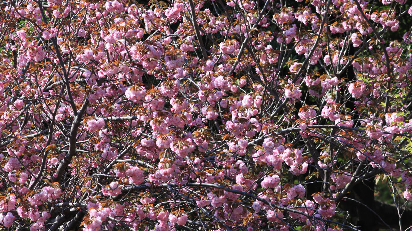 八重桜2011（ワイドサイズ壁紙） | Free Will - 楽天ブログ